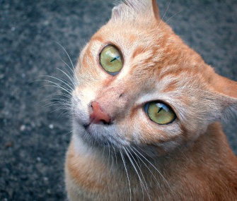 猫上呼吸道感染